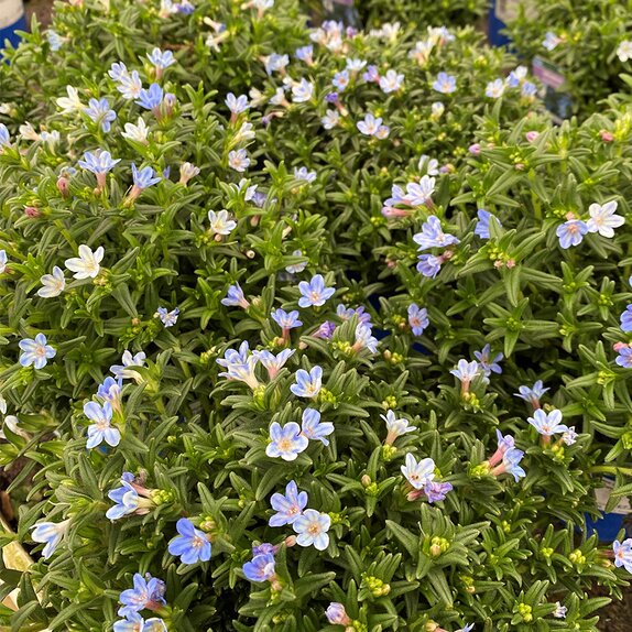 Lithodora Heavenly Blue