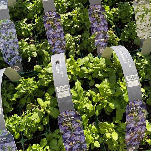 Lobelia Bush Crystal Palace 6 pack