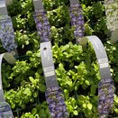 Lobelia Bush Crystal Palace 6 pack