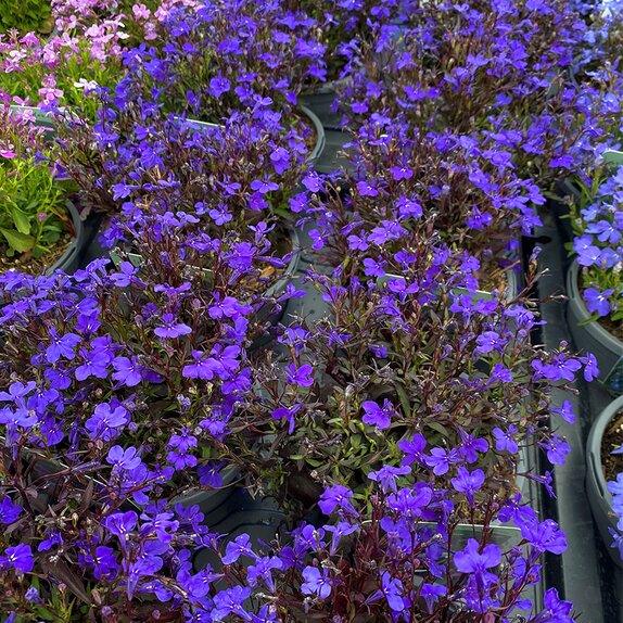Lobelia Bush Dark Blue 13cm Pot