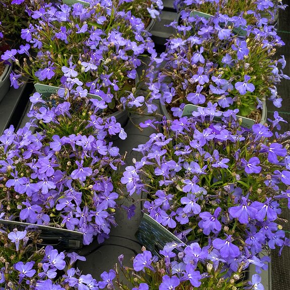Lobelia Bush Light Blue 13cm pot
