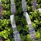 Lobelia Bush Light Blue 6 pack