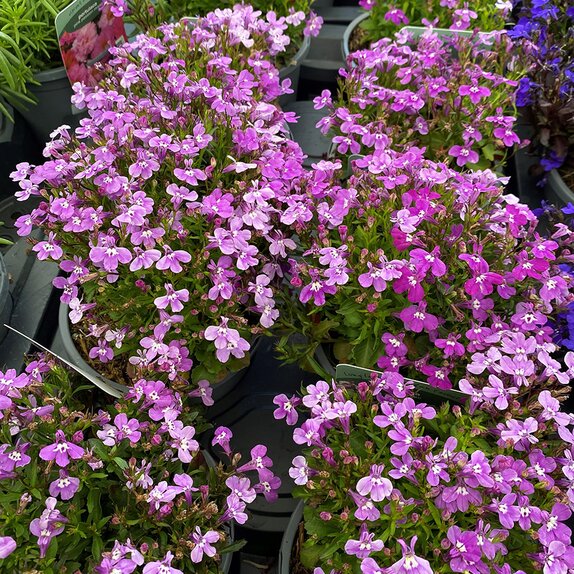 Lobelia Bush Lilac 13cm pot