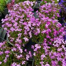 Lobelia Bush Lilac 13cm pot