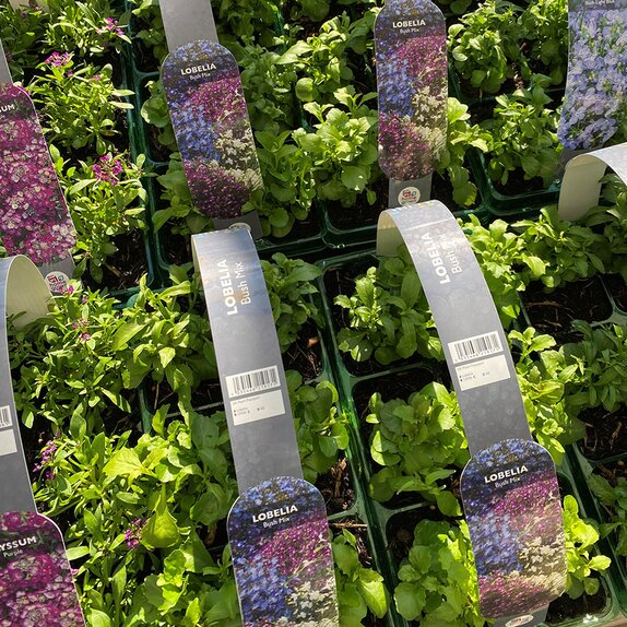 Lobelia Bush Mixed 6 pack
