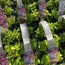 Lobelia Bush Mixed 6 pack