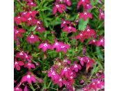 Lobelia Bush Red 10 pack
