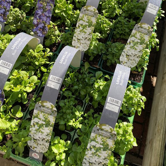 Lobelia Bush White 6 pack