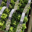 Lobelia Bush White 6 pack