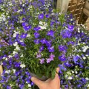 Lobelia Erin 1 Litre Pot