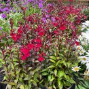 Lobelia Starship Burgundy