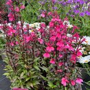Lobelia Starship Deep Rose