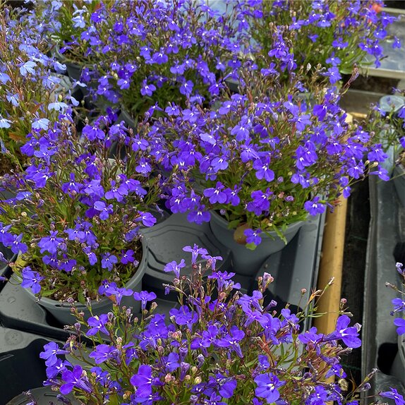 Lobelia Trailing Dark Blue 13cm pot