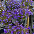 Lobelia Trailing Dark Blue 13cm pot