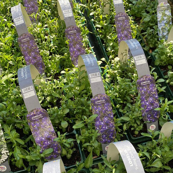 Lobelia Trailing Dark Blue 6 pack