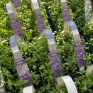 Lobelia Trailing Dark Blue 6 pack