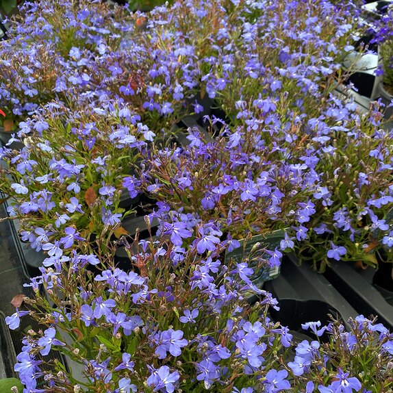 Lobelia Trailing Light Blue 1 litre pot