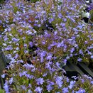 Lobelia Trailing Light Blue 1 litre pot