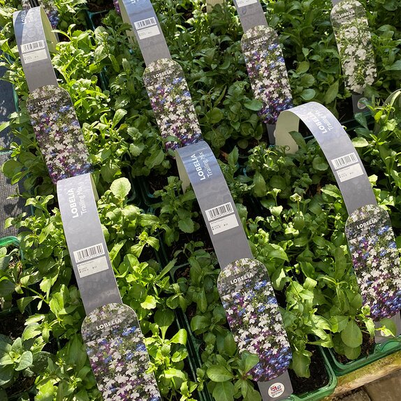 Lobelia Trailing Mixed 6 pack