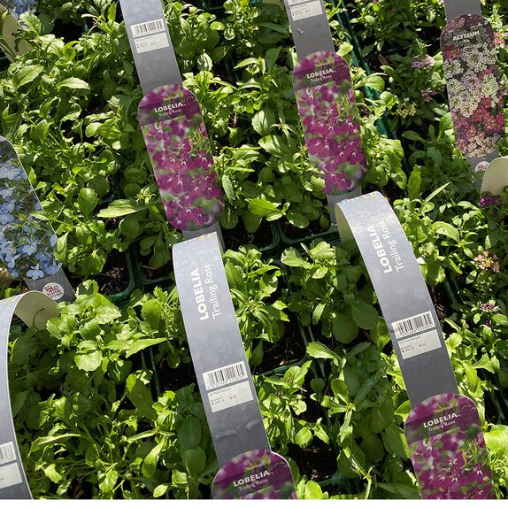 Lobelia Trailing Rose 6 pack