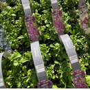 Lobelia Trailing Rose 6 pack