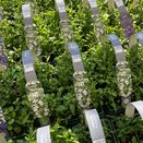 Lobelia Trailing White 6 pack