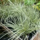 Lomandra White Sands