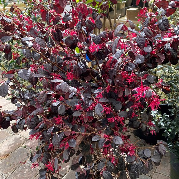 Loropetalum Chinese Black Pearl