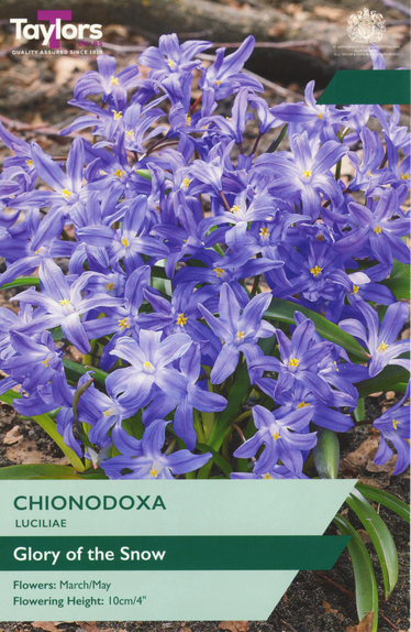 Luciliae - Chionodoxa
