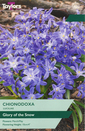 Luciliae - Chionodoxa