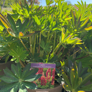 Lupin Legendary Red Shades