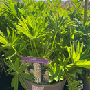 Lupin Legendary White Shades