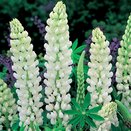 Lupin Noble Maiden 1 litre pot