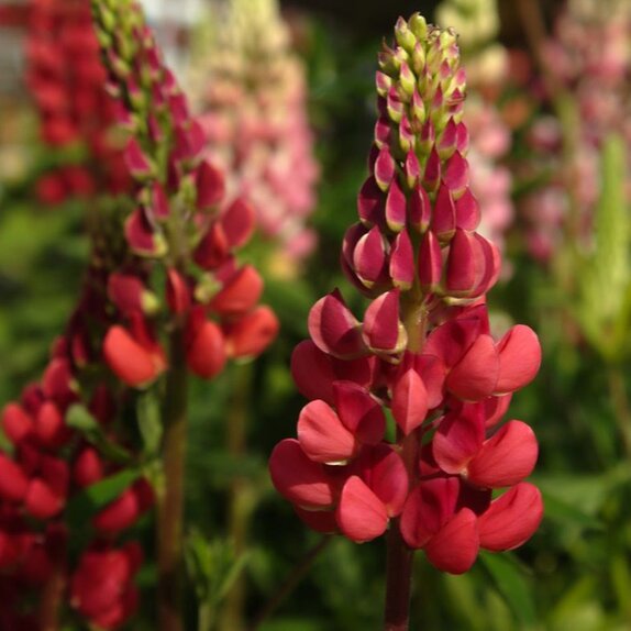 Lupin Red 1 litre pot