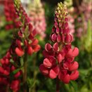 Lupin Red 1 litre pot