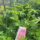Lupin Red Rum