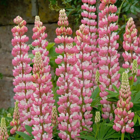 Lupin The Chatelaine 1 litre pot