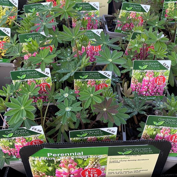 Lupin The Chatelaine 1 litre pot