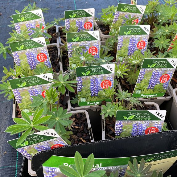 Lupin The Governor 1 litre pot