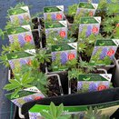 Lupin The Governor 1 litre pot