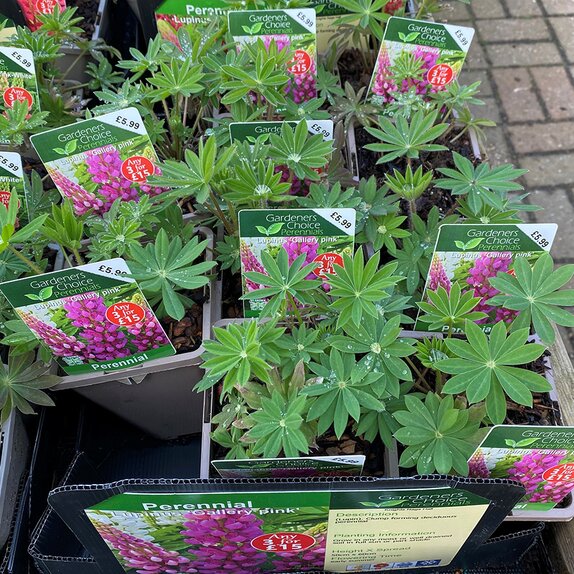 Lupinus 'Gallery pink'