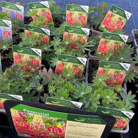 Lupinus 'Gallery red'