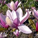 Magnolia Lilliflora Betty Specimen Plant - image 1