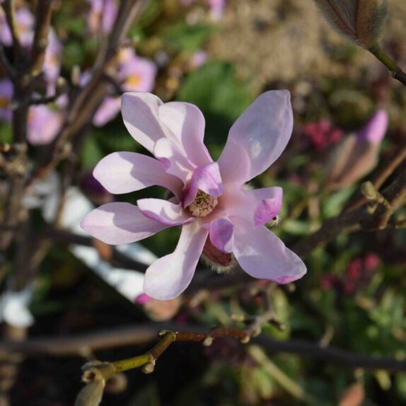 Magnolia loebneri 'Leonard Messel'