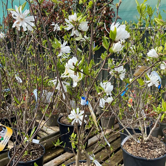 Magnolia Stellata 10 litre pot - image 1