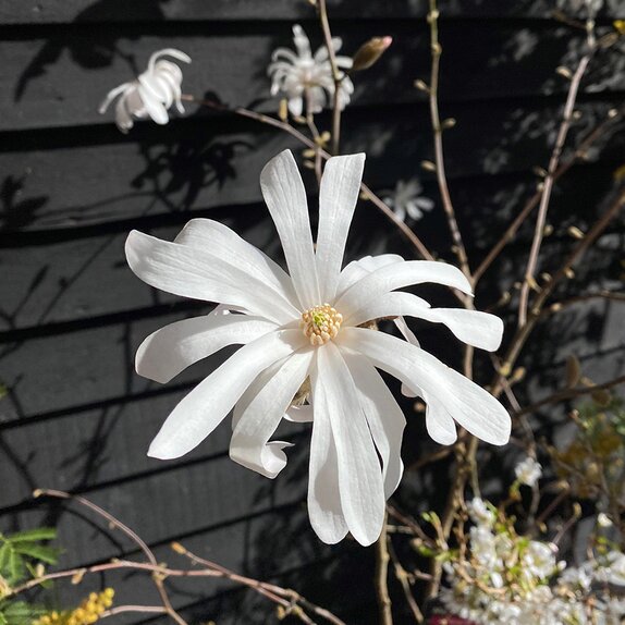 Magnolia Stellata Specimen - image 1