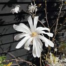 Magnolia Stellata Specimen - image 1