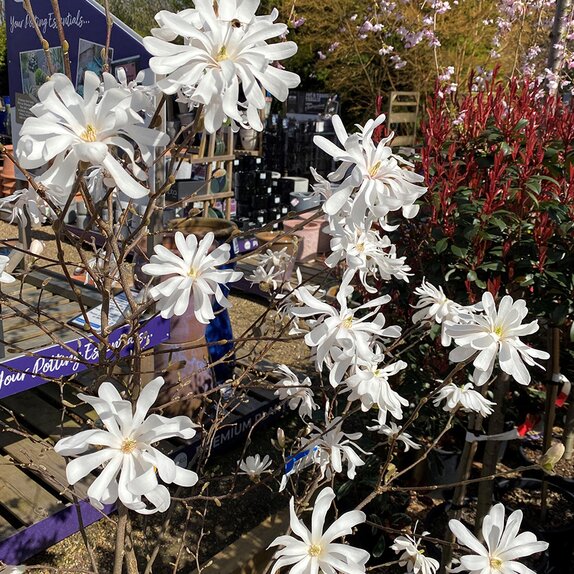 Magnolia Stellata Specimen - image 2