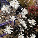 Magnolia Stellata Specimen - image 2