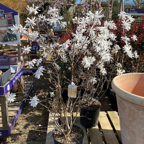 Magnolia Stellata Specimen - image 3